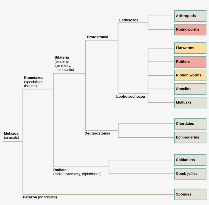 Classification Features Of Animals - Biology, transparent png download