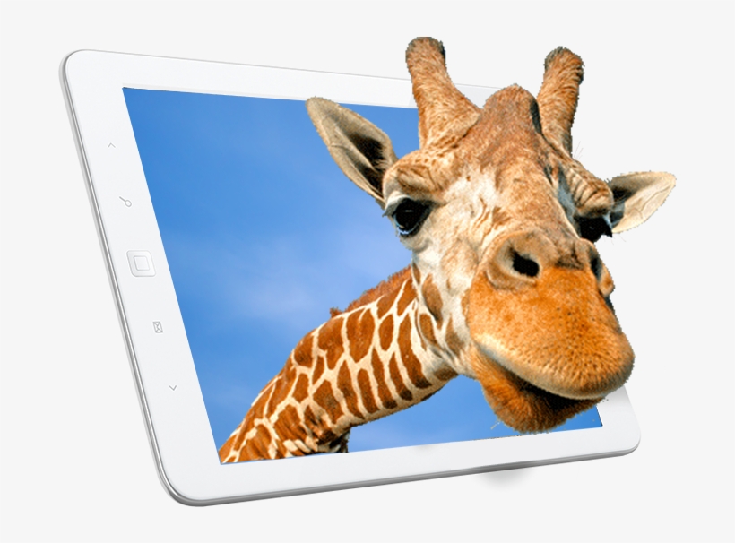 About Animal Kingdom - Giraffe - Close Up And Personal - 3d Postcard Greeting, transparent png download