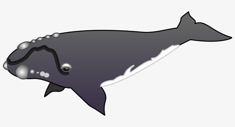 Whale - Right Whale Clip Art, transparent png download