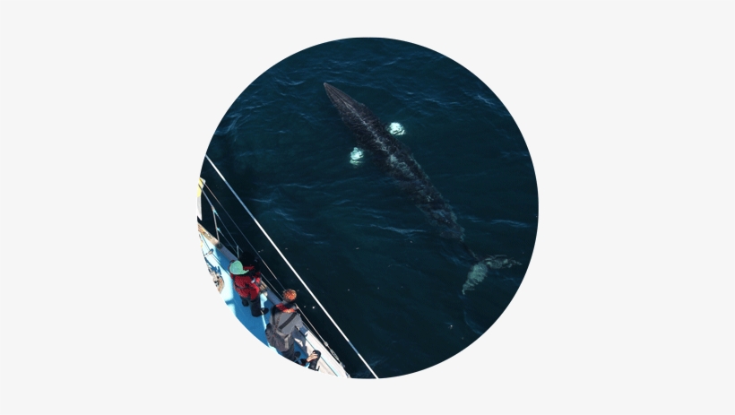 Respowhalewatch Edu - Megyeri Bridge, transparent png download