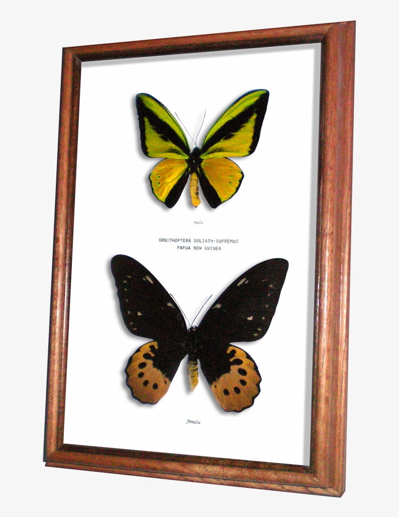 Wildwood Insects Framed Goliath Supremus Birdwing Butterfly - Male And Female Ornithoptera Goliath, transparent png download