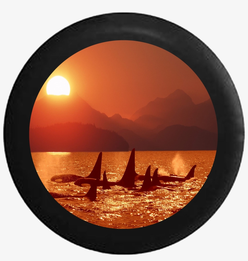 Killer Whale Orca Family Swimming Ocean Sunset Jeep - Tirecoverpro Full Color Killer Whale Orca Family Swimming, transparent png download