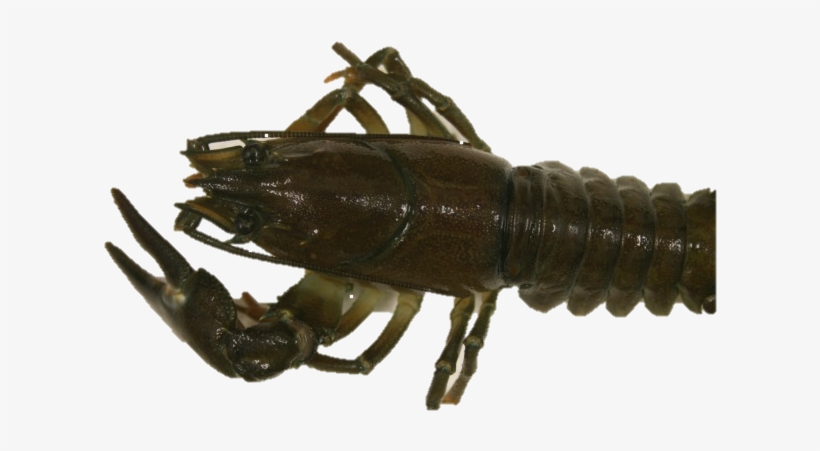 Signal Crayfish, transparent png download