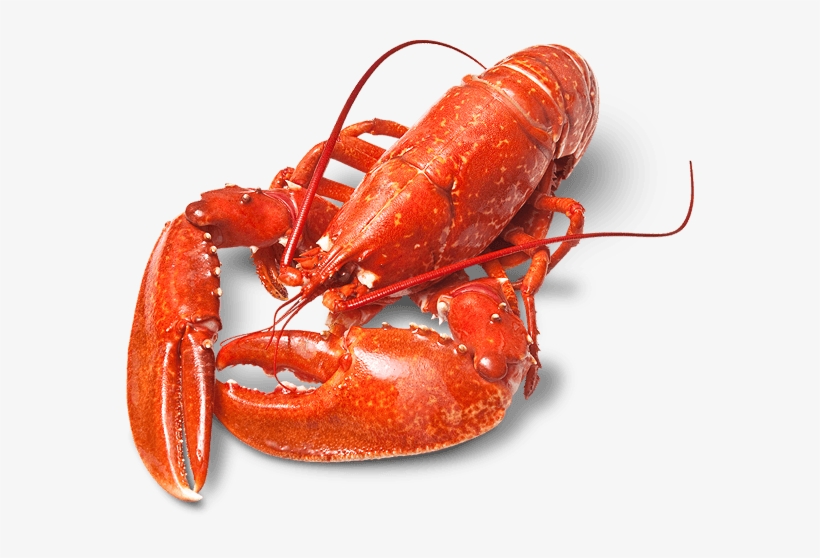 Lagosta Gigante - Pesquisa Google - Body Covering Of Animals Shell, transparent png download