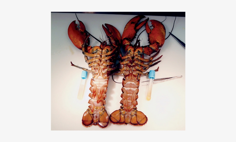 Two Diseased Lobsters - American Lobster, transparent png download