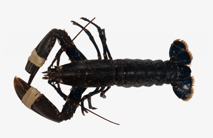 European Lobster, transparent png download