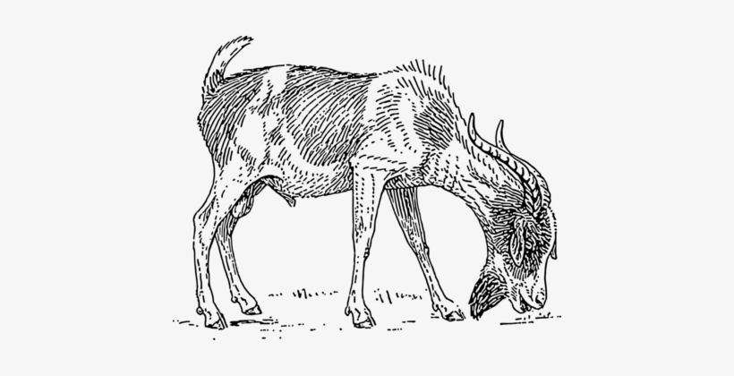 Melasty Double Milking Machine - Goat Drawing, transparent png download