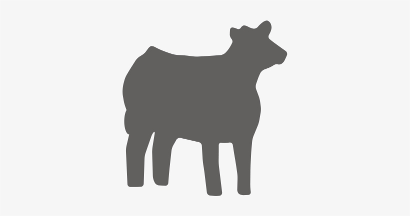Replacement Heifers - Cow-calf Operation, transparent png download