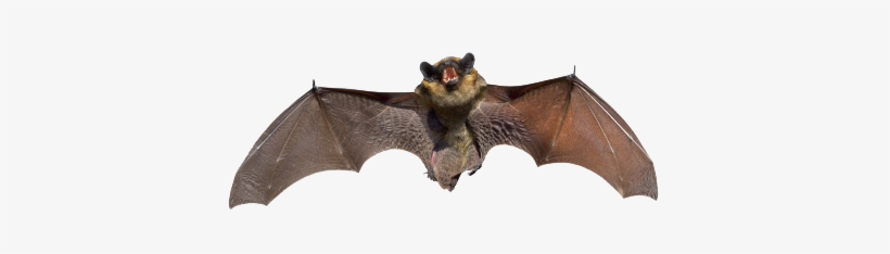 Bats Animal, transparent png download