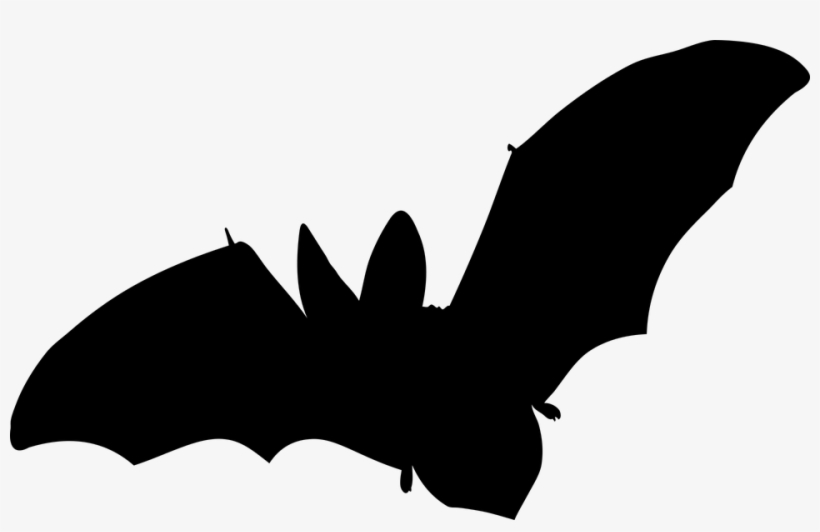 Bat, Mammal, Flying, No Background, Vector - Fledermaus Silhouette, transparent png download