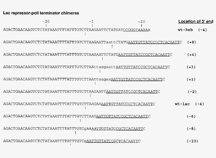 Sequences Of The Yeast Poli Terminator And The Lac - Nucleic Acid Sequence, transparent png download
