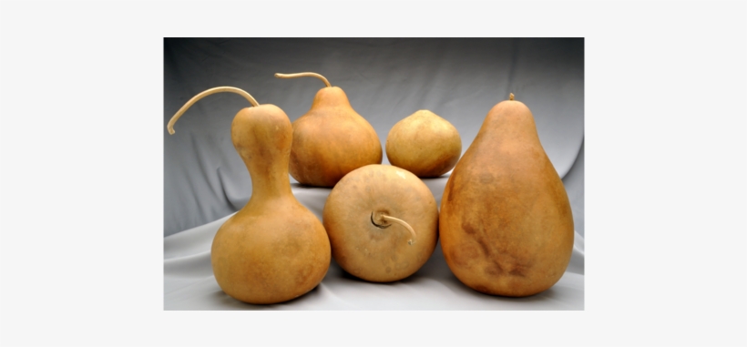 Gourd Of Family, transparent png download