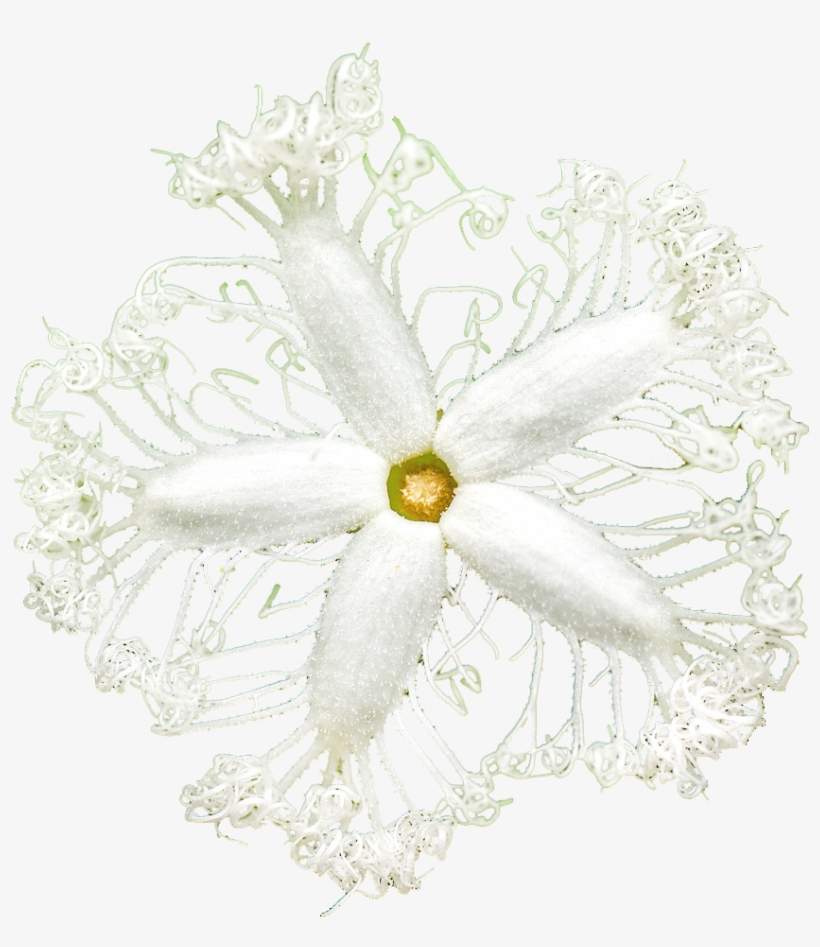 “serpent Gourd Flower - Craft, transparent png download