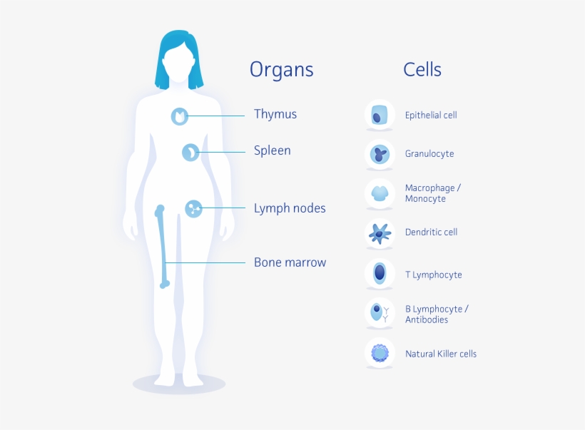 The Immune System Consists Of The Gastro-intestinal - Immune System And Milk, transparent png download