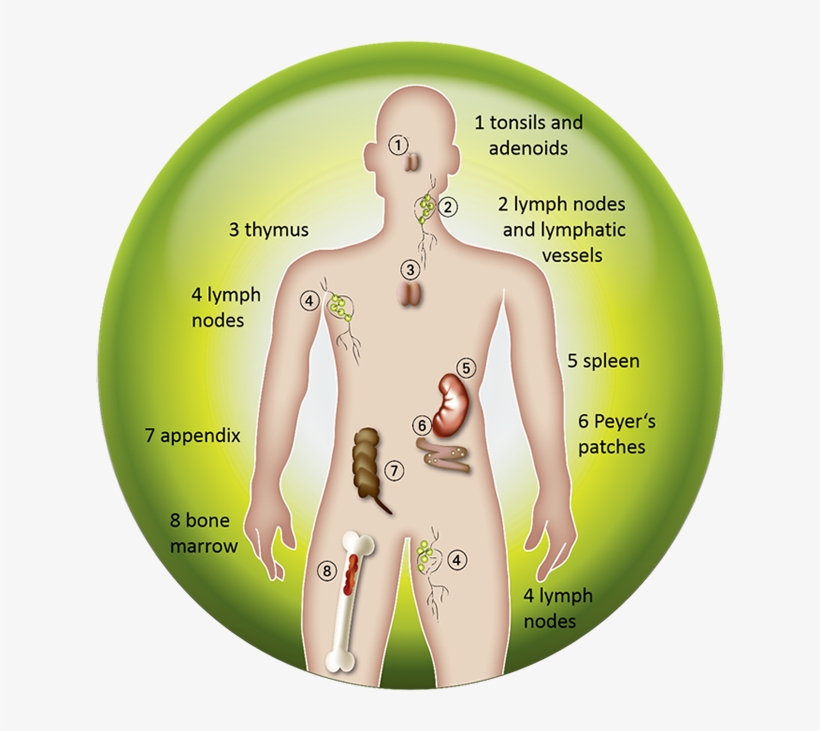 “cells” Are The Basic Building Blocks Of All Animals, - Sistema Inmunológico Afectado Por El Vih, transparent png download