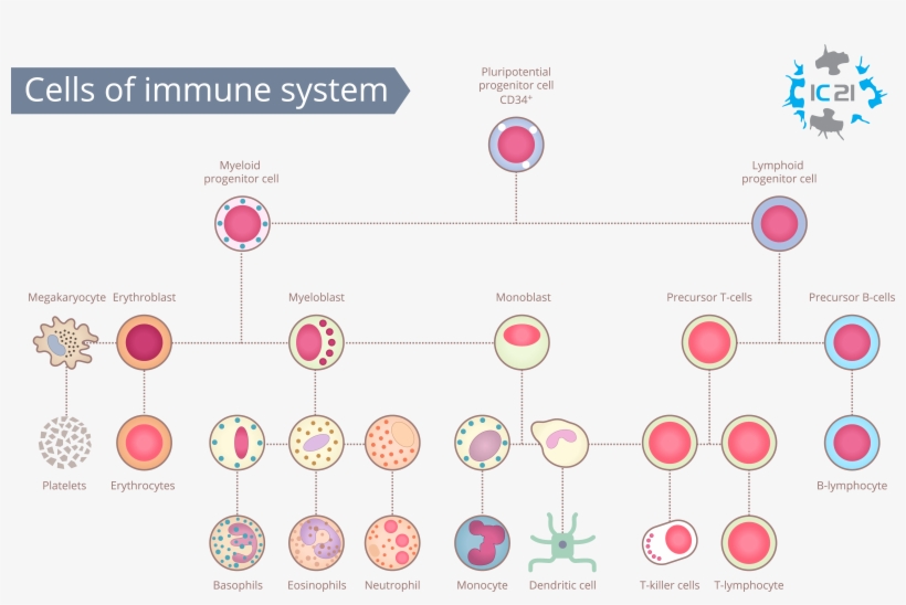 Cells Of The Immune System, Immune Cell Banking, Immune - Immune Cell, transparent png download