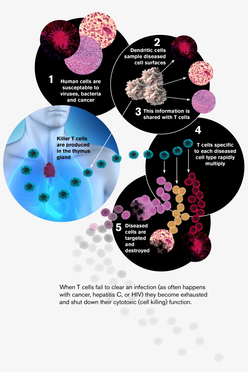 Michael Northrop Download Full Image - Immune System Component, transparent png download