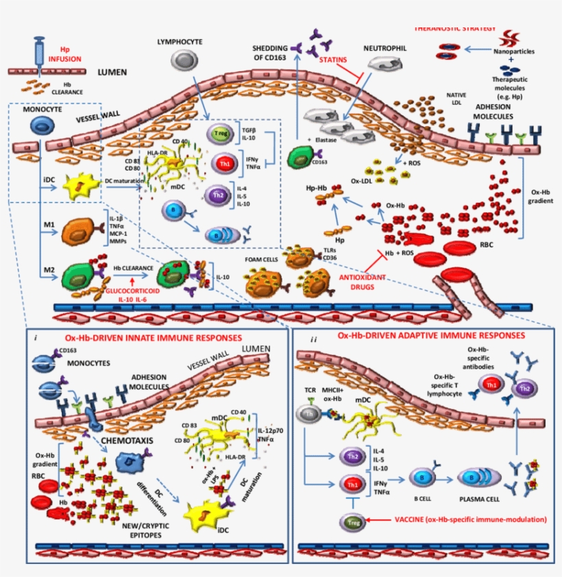 Schematic Representation Of Endothelial Dysfunction - Atherosclerosis, transparent png download