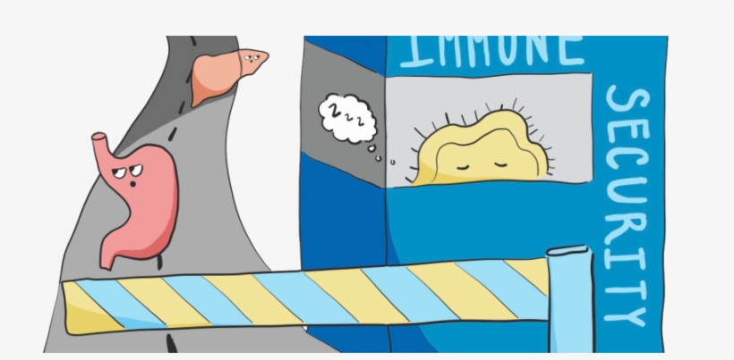 Sneaking Organs Past The Immune System - Immune System, transparent png download