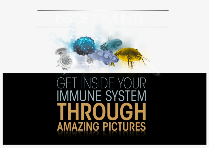 Your Immune System Through Amazing Pictures - Immune System Title, transparent png download