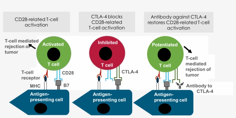 23 Ctla4 In The Immune System - T Cell Priming Ctla4, transparent png download