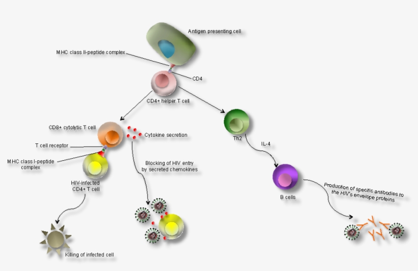 Why Does The Immune System Fail To Fight The Hiv Virus - Effects Of Hiv On The Immune System, transparent png download
