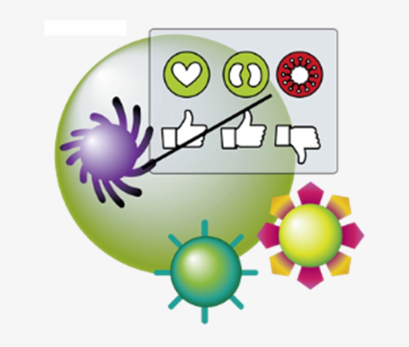Immune-system Learning, transparent png download