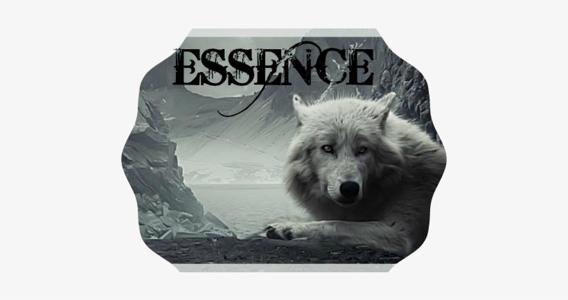 9176 Wolf On Mountaintop - Wallpaper, transparent png download
