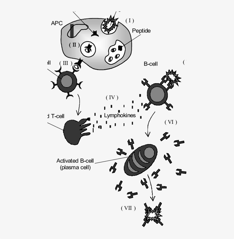 Pictorial Representation Of The Essence Of The Acquired - Adaptive Immune System, transparent png download
