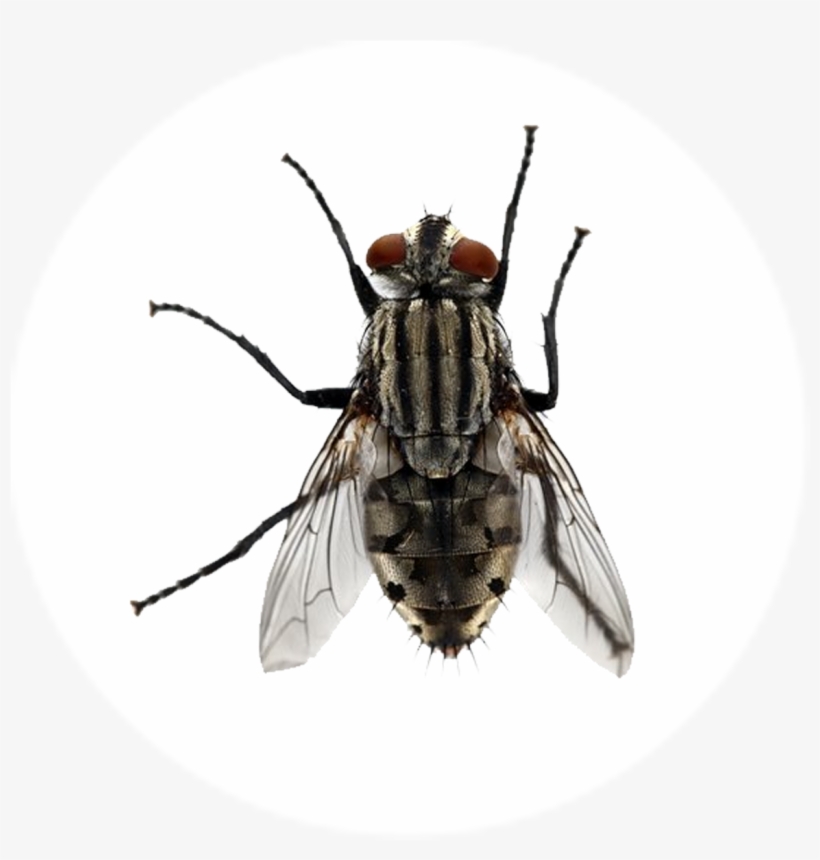 Mosca - Pharaoh Ant, transparent png download