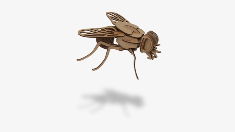 A Way To Learn Playing - Maqueta De Madera Wood Models Mosca Pocket 2 Pl D 2, transparent png download