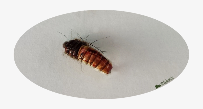 Mosca 3 Rec Firm Peq - Business, transparent png download