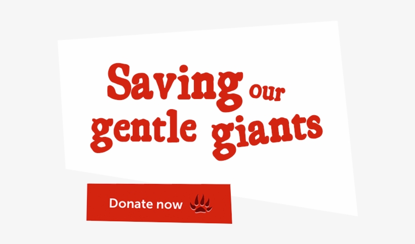 Giraffe Homepage Button - Poster, transparent png download