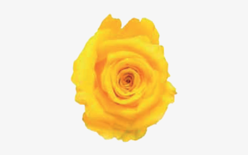 Tweet - Sunny Sky Products, Llc, transparent png download