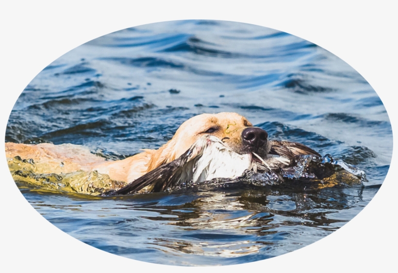 Sunny Skies Labradors - Labrador Retriever, transparent png download