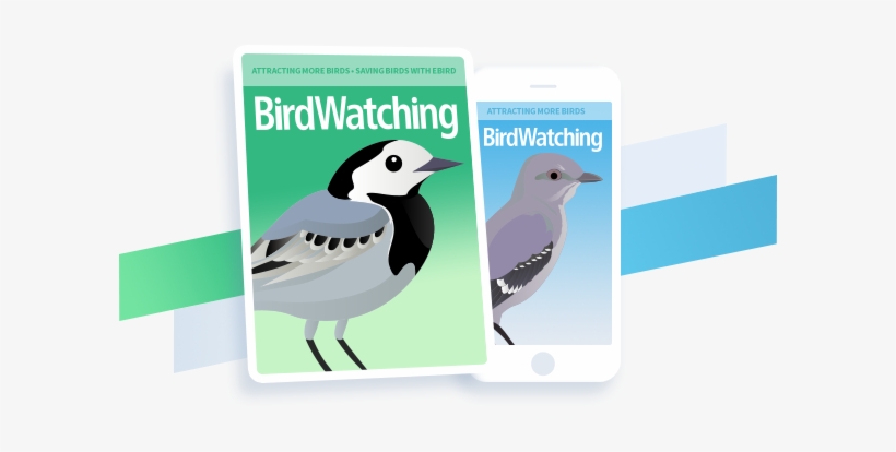 Subscribe Now - Old World Flycatcher, transparent png download