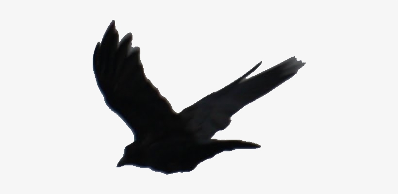 Here's A Few Things From The Book We Discussed - Divergent Ravens Tattoo Transparent, transparent png download
