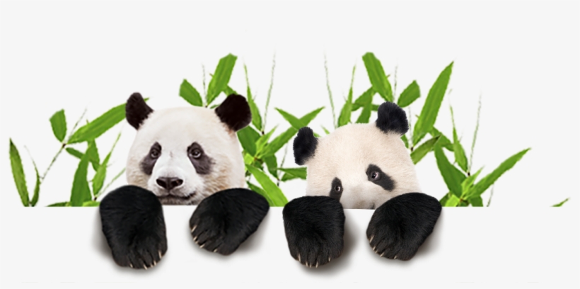 Buy Tickets Online At A Discount - Panda, transparent png download