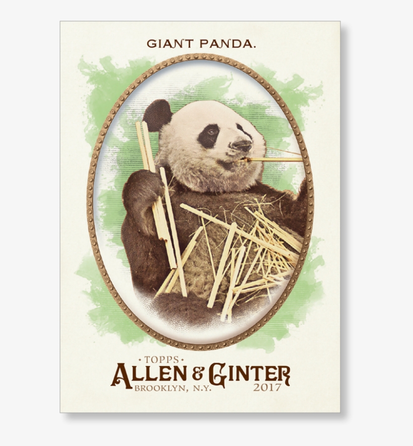 Giant Panda - 2017 Topps Allen & Ginter Aaron Judge New York, transparent png download