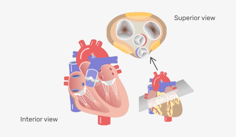Fgf 23, transparent png download
