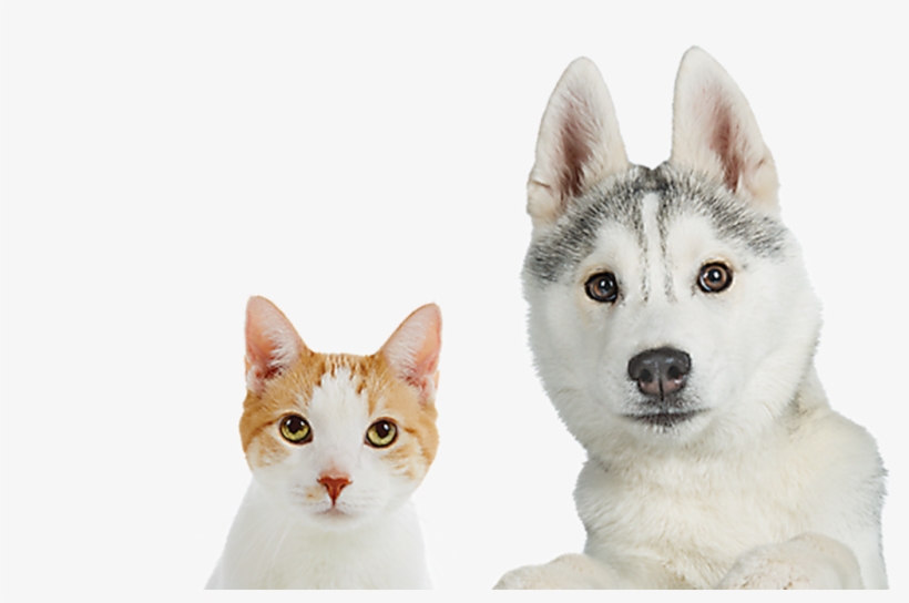 Petsmart, transparent png download