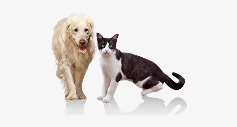 Click For Amazon Link - Canadian Pet Connection, transparent png download