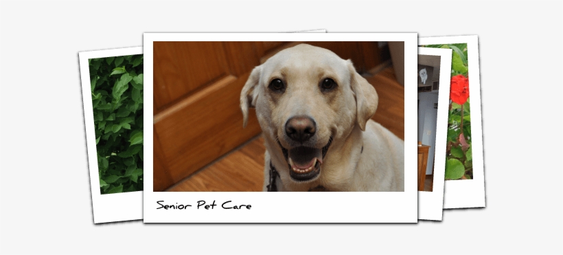 Senior Dog Cat Veterinary Care - Cat, transparent png download