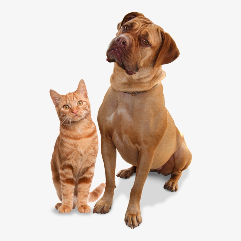 Spa Neuter Dog Cat - Ginger Cat Shaped Cushion, transparent png download