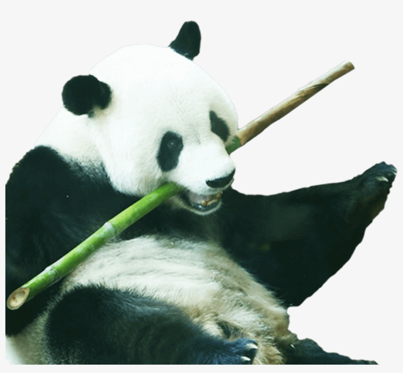 Seeing Rare Animals - Panda, transparent png download