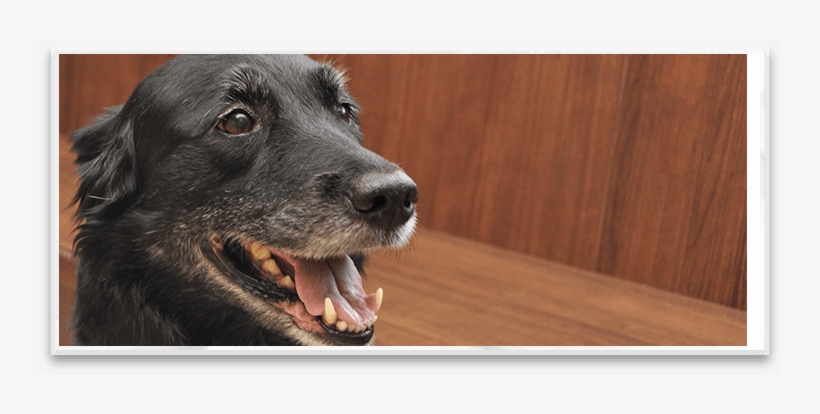 Veterinarian In Northbrook Il - North Shore Family Pet Hospital, transparent png download