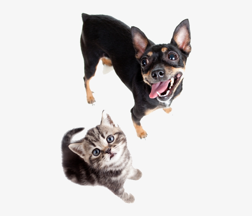 Premiere Animal Care - Dog Cat Stethoscope, transparent png download