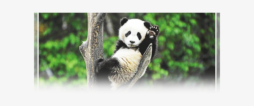 Ailuropoda Melanoleuca, transparent png download