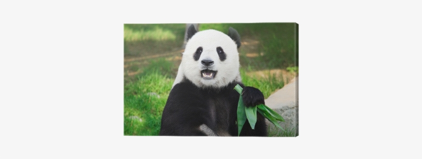 Panda With Mouth Open, transparent png download