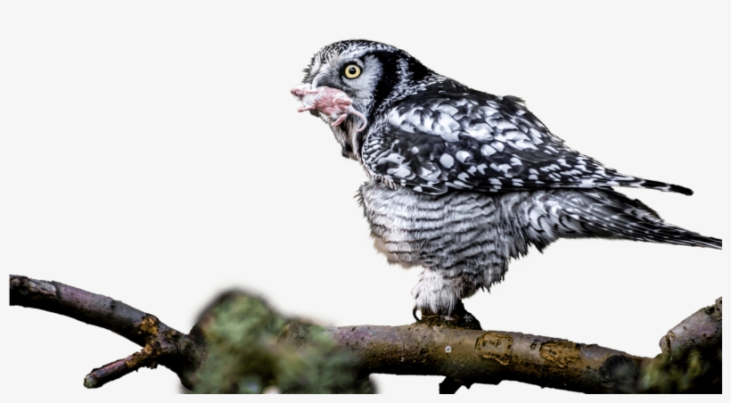 Owl With Catch In Mouth Png - Bird Of Prey, transparent png download